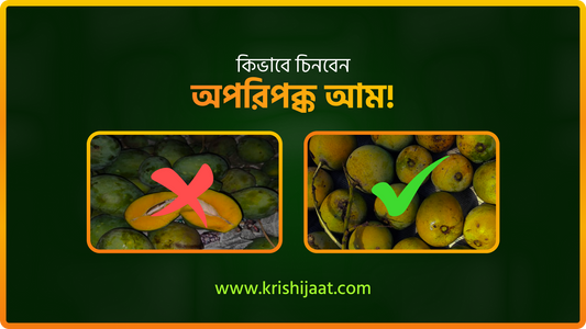 কিভাবে চিনবেন অপরিপক্ক আম!