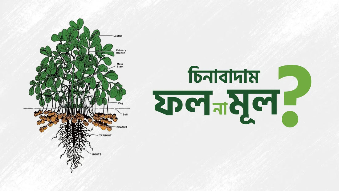 চিনাবাদাম ফল না মূল?