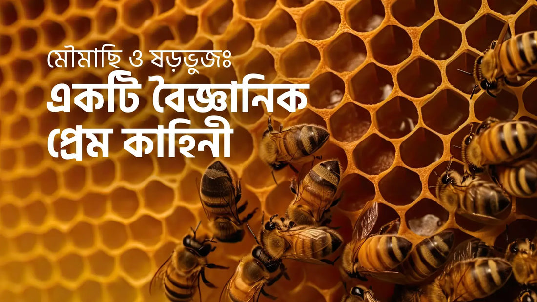 মৌমাছি কি গণিতবিদ?