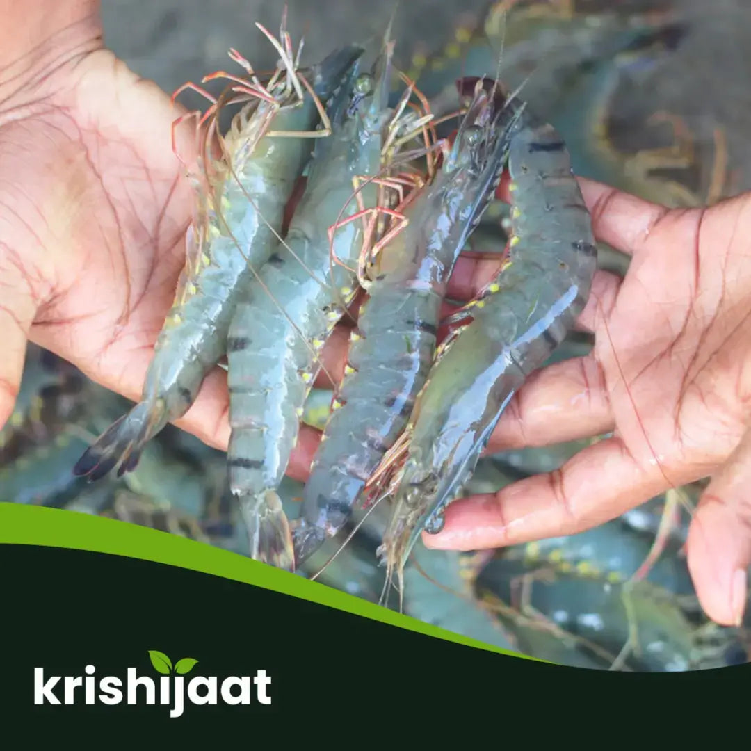Bagda Chingri- (বাগদা চিংড়ি)