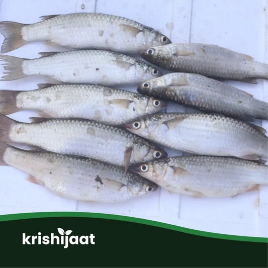 Parshe Fish- (পারশে মাছ)