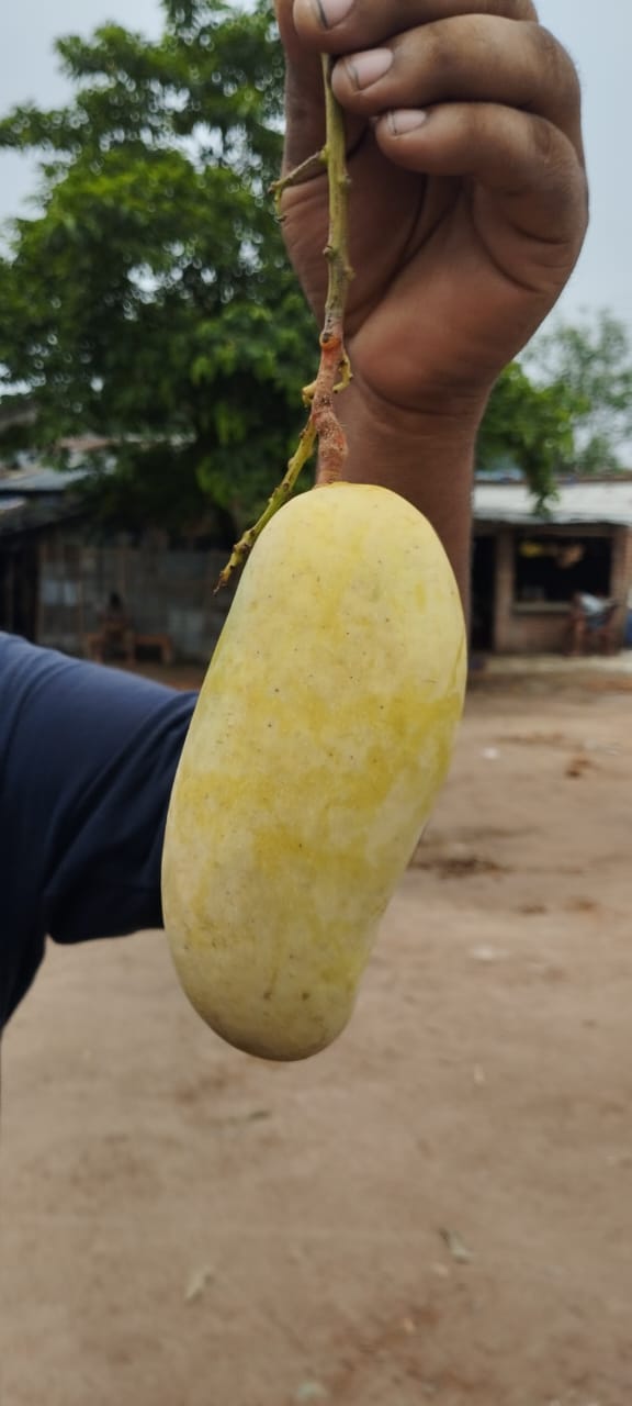 Banana Mango-ব্যানানা ম্যাংগো