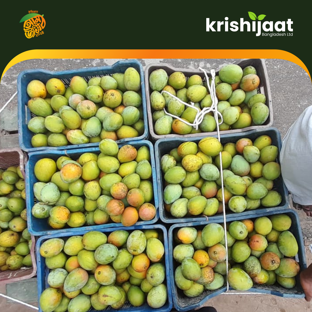 Harivanga-হাড়িভাঙ্গা