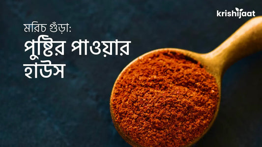 মরিচ গুঁড়া: পুষ্টির পাওয়ার হাউস ও আশ্চর্যজনক স্বাস্থ্য উপকারিতা