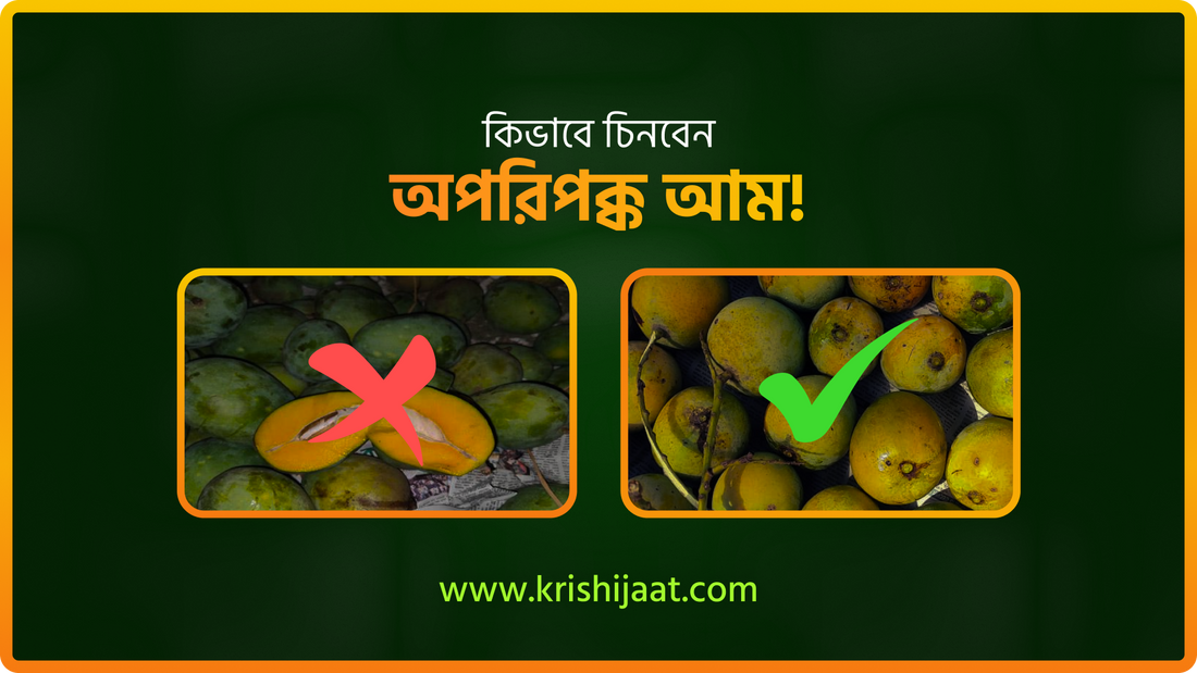 কিভাবে চিনবেন অপরিপক্ক আম!