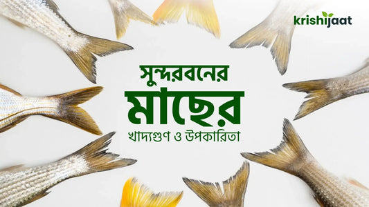 সুন্দরবনের মাছের খাদ্যগুণ ও উপকারিতা