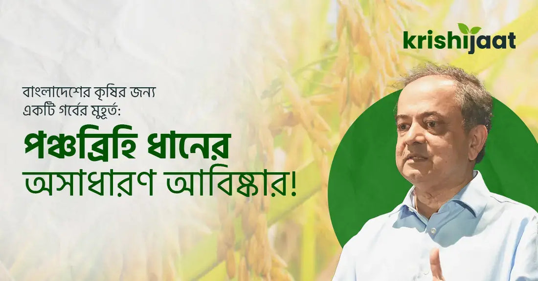 বাংলাদেশের কৃষির জন্য একটি গর্বের মুহূর্ত: পঞ্চব্রিহি ধানের অসাধারণ আবিষ্কার!