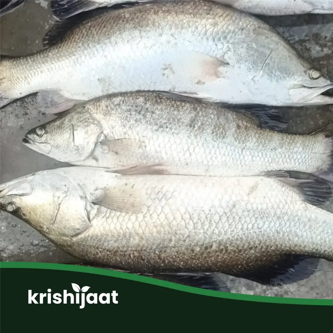 Koral/Vetki Fish - ভেটকি/কোরাল মাছ