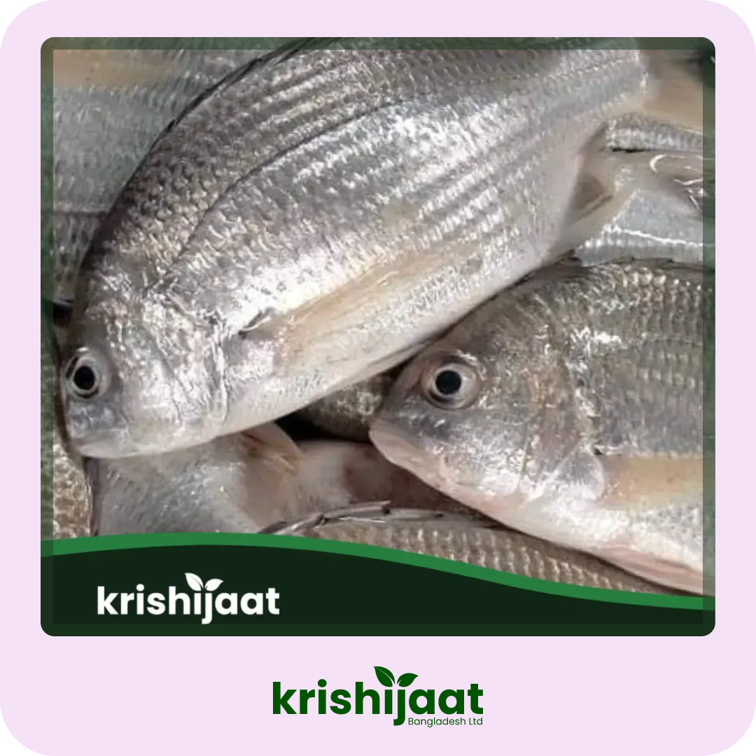 দাতিনা মাছ – (Datina Fish)