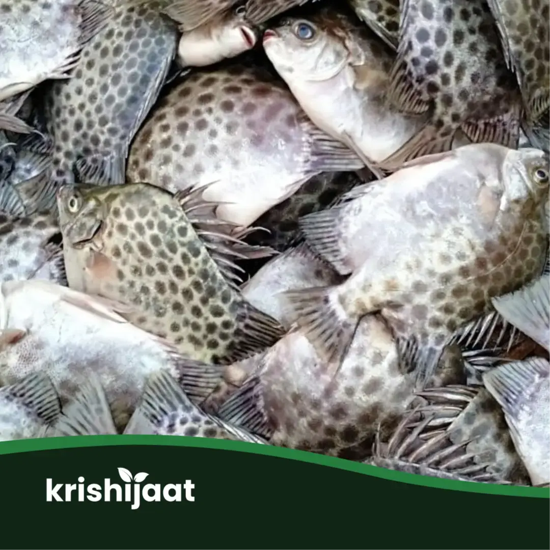 পায়রা মাছ- ( Payra Fish)