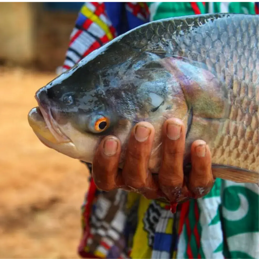 Katala fish- (কাতলা মাছ)