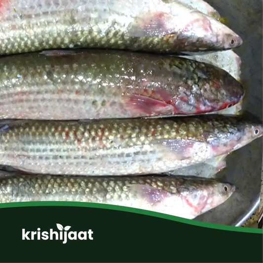 Vangal Fish- (ভাঙাল মাছ)