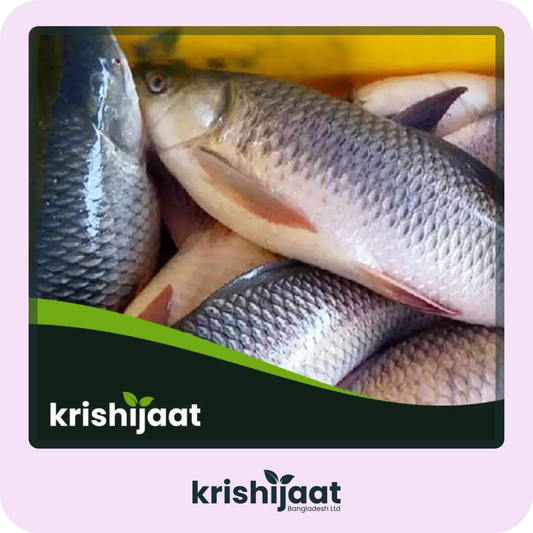 রুই মাছ-Ruhi Fish